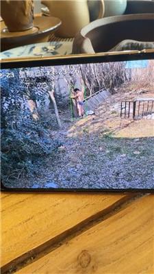 【沅芷大人】后院绑树上狠鞭打/抽的惨叫连连 bf50646