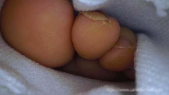 【GTS】把你这个小人穿在袜子里蹂躏吃脚垢 JS260310~4