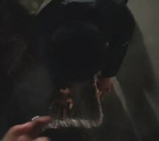 【嫦娥】深夜户外犬化-转胯爬行/长靴踩踏碾压 JS23040902