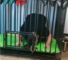【凌儿】母畜囚禁狗笼/高跟玉足玩/转胯 bf42442